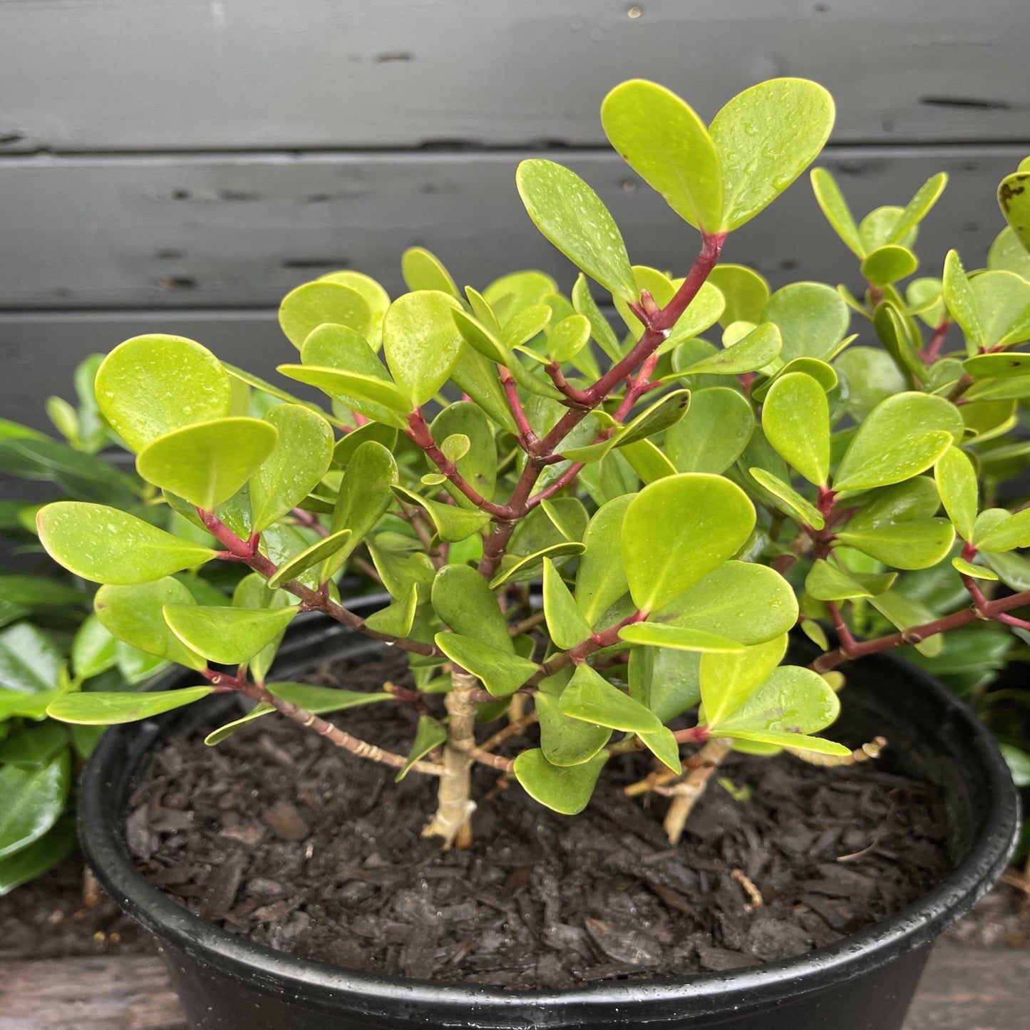 Dwarf Clusia