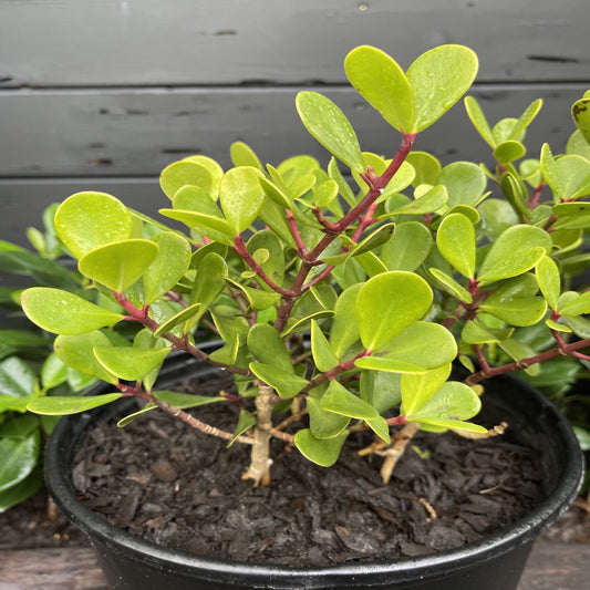 Dwarf Clusia
