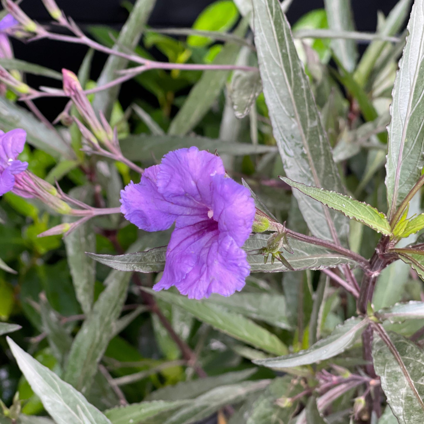Purple Showers