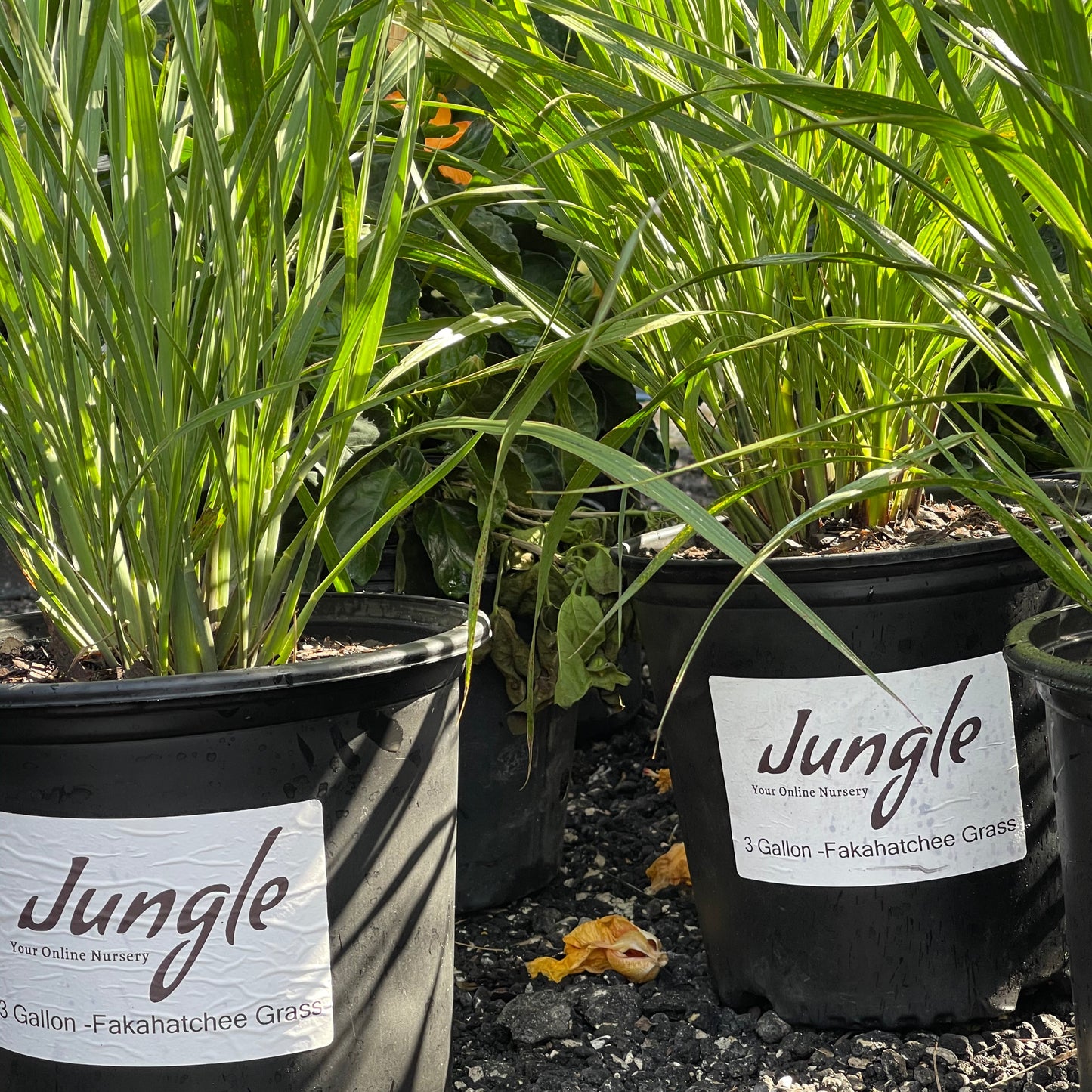Fakahatchee Grass