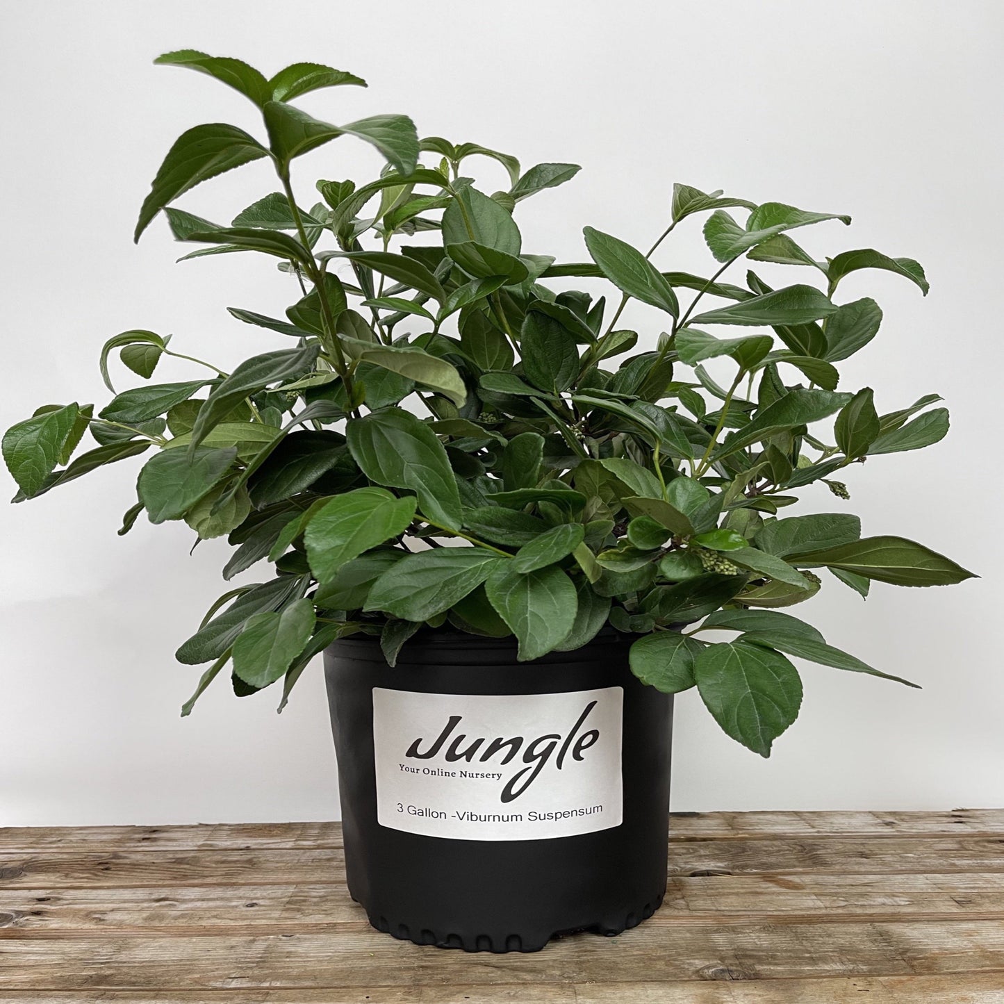 Viburnum Suspensum