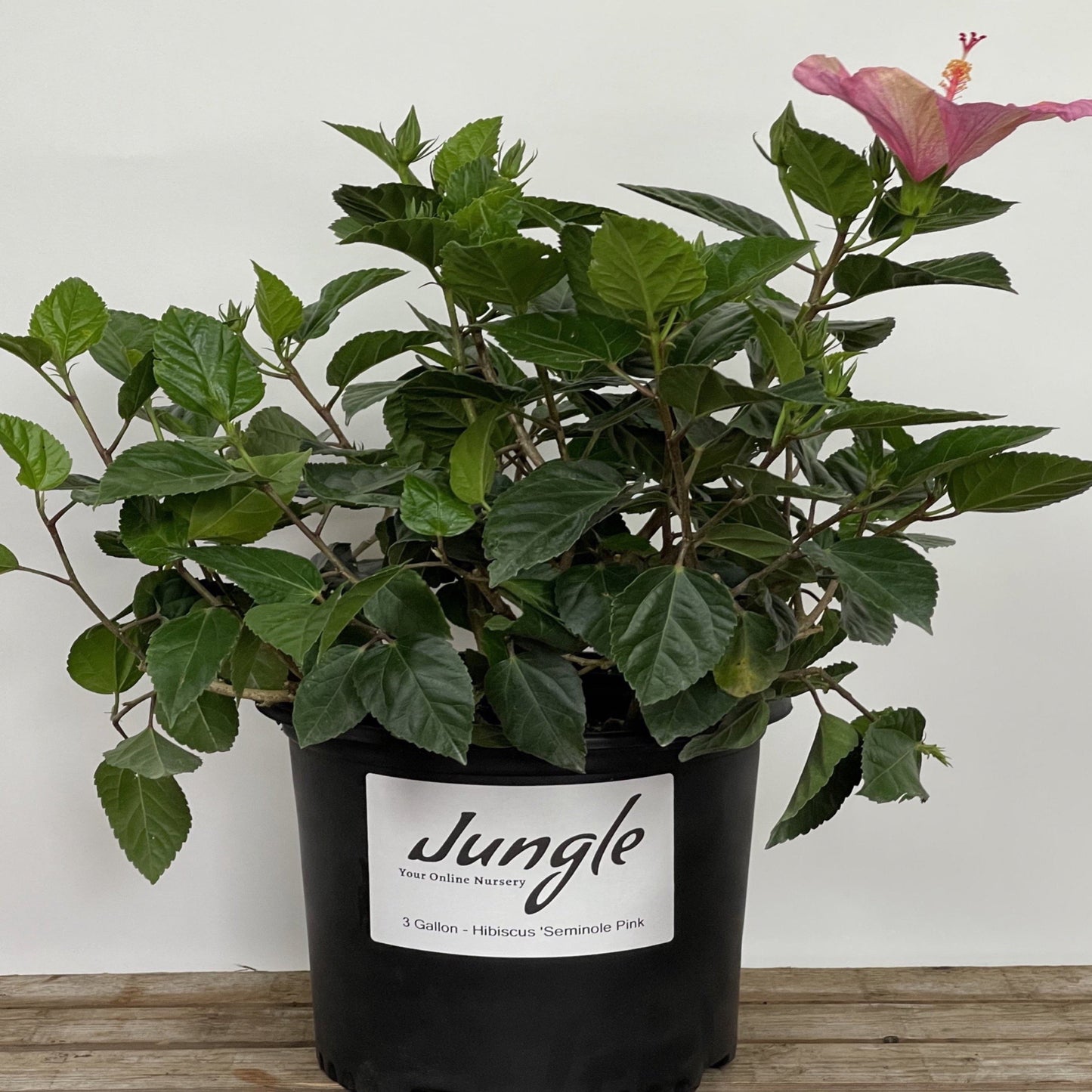 Hibiscus 'Seminole Pink'