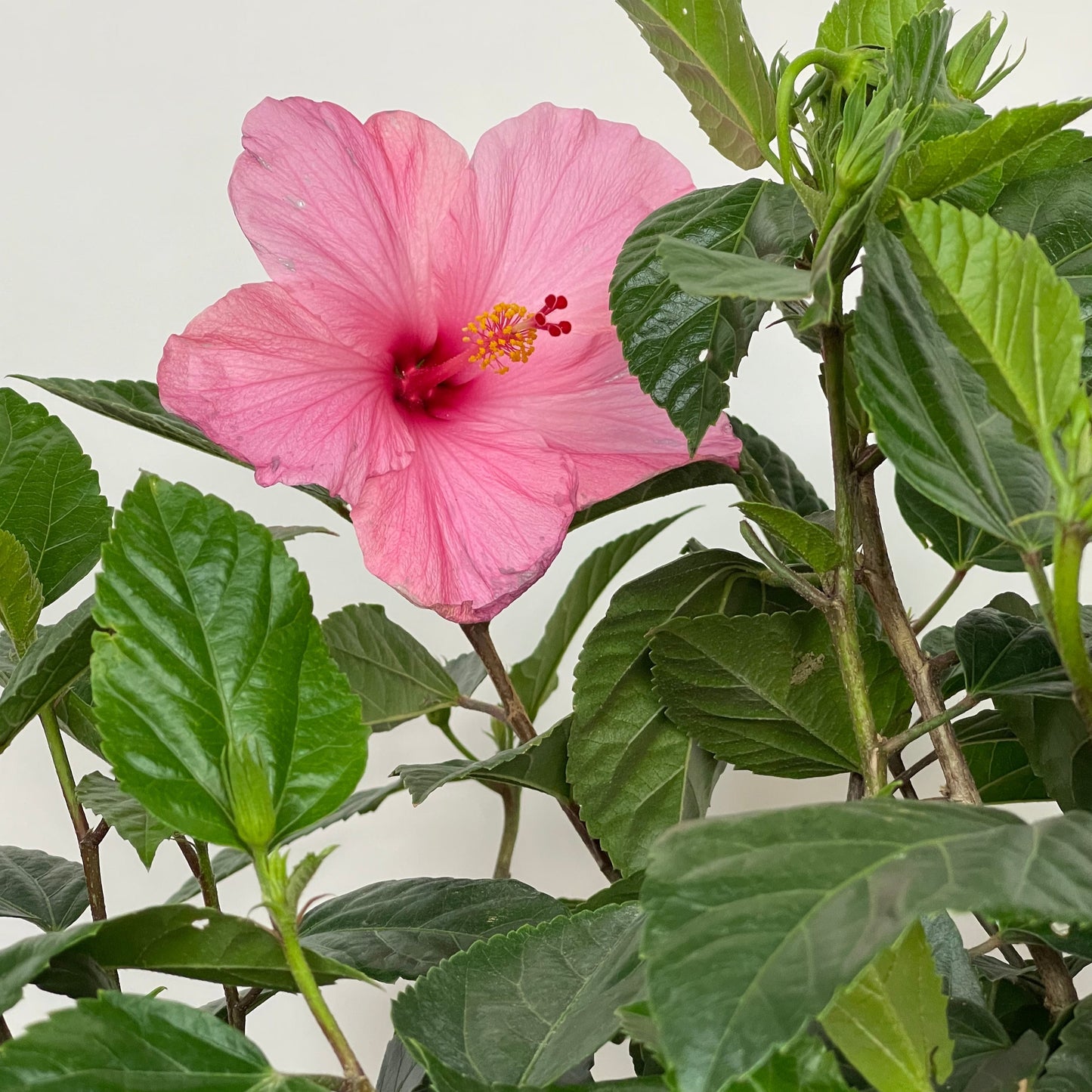 Hibiscus 'Seminole Pink'