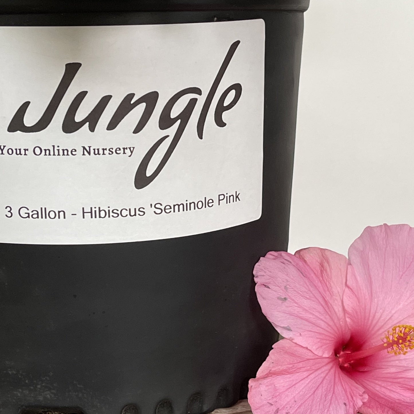 Hibiscus 'Seminole Pink'