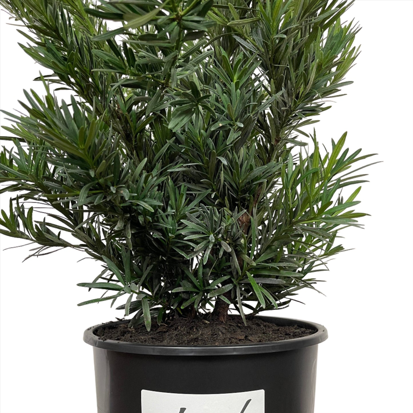 Podocarpus