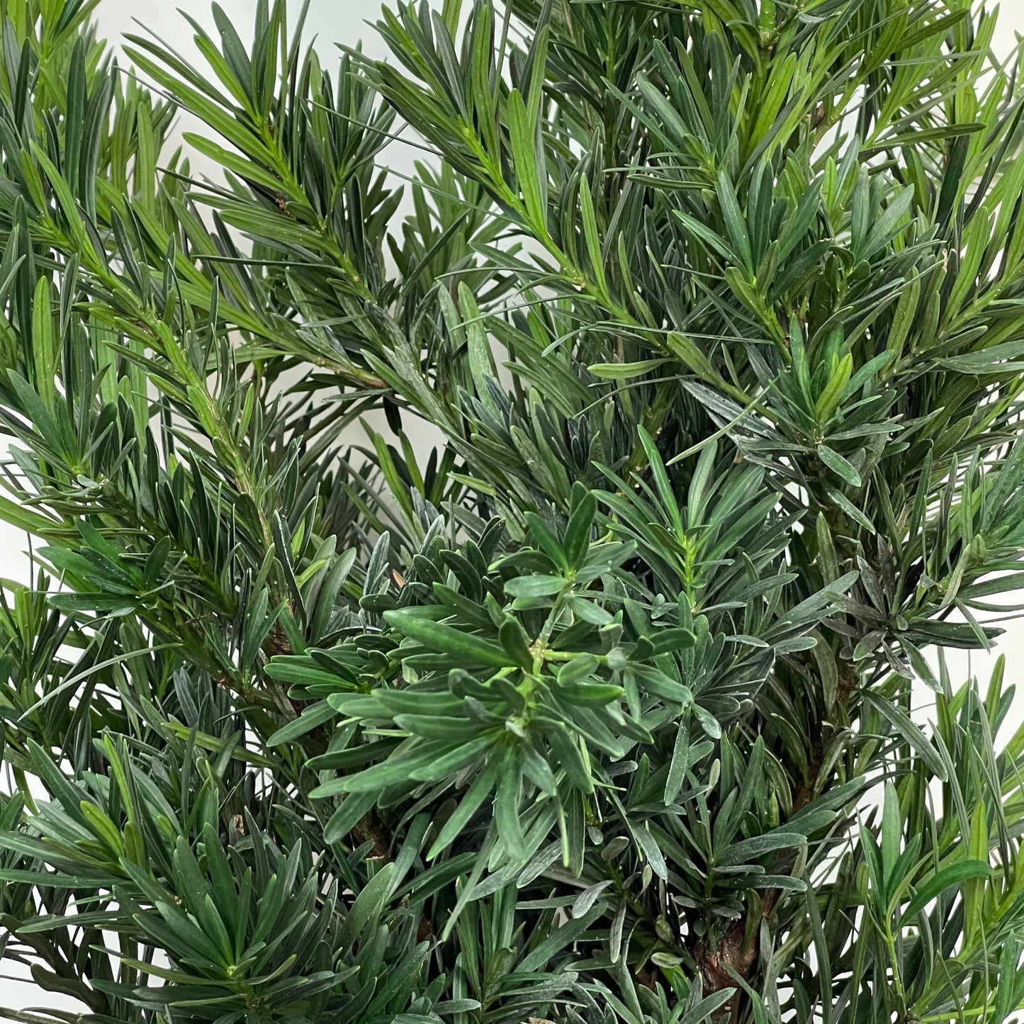 Podocarpus