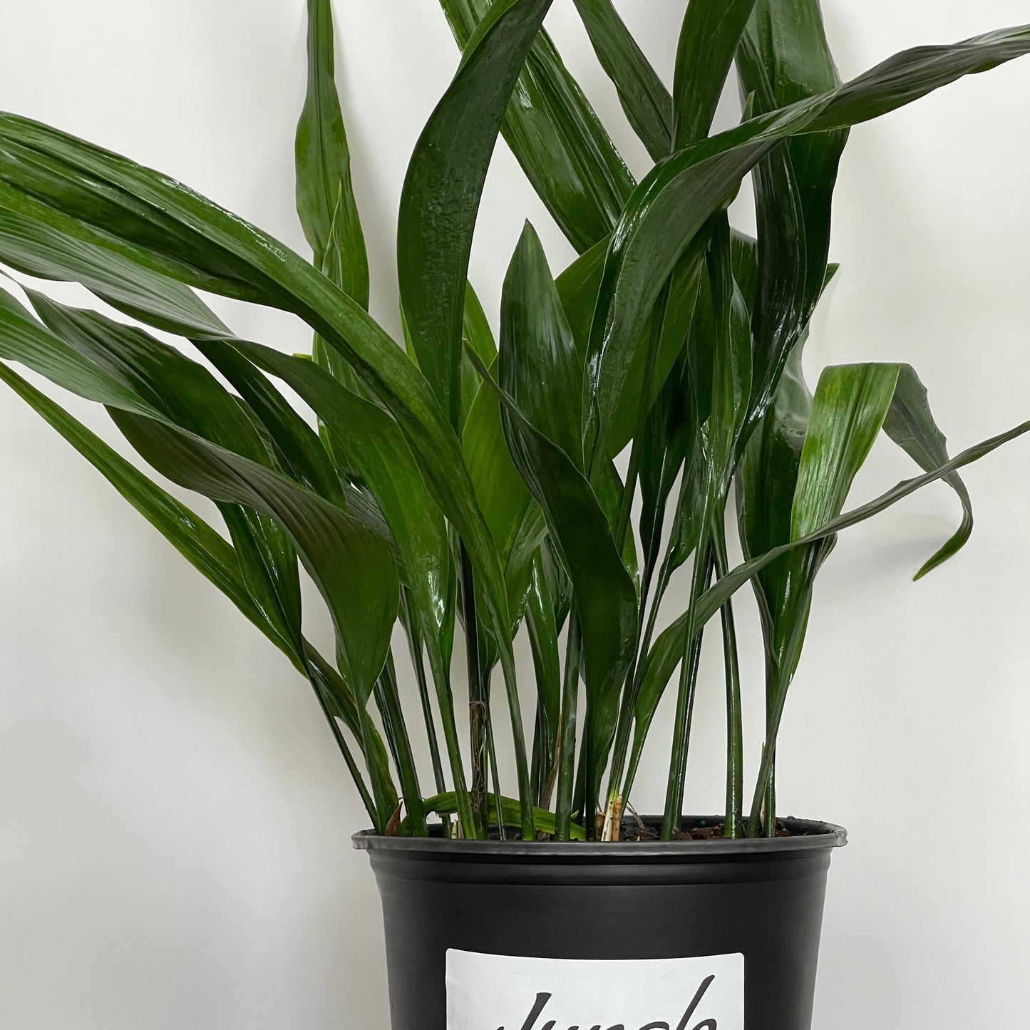 Cast Iron Plant