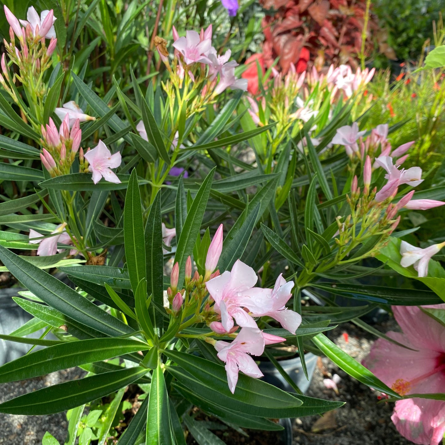 Oleander