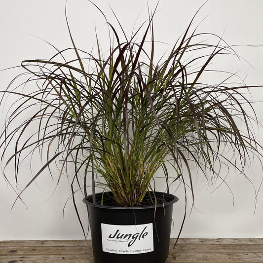 Purple/Red Fountain Grass