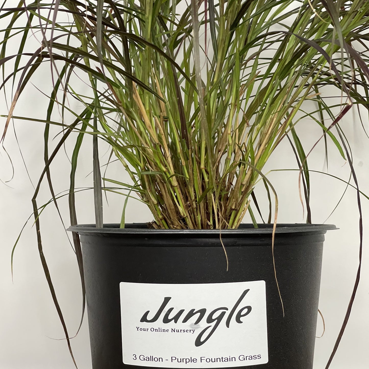 Purple/Red Fountain Grass