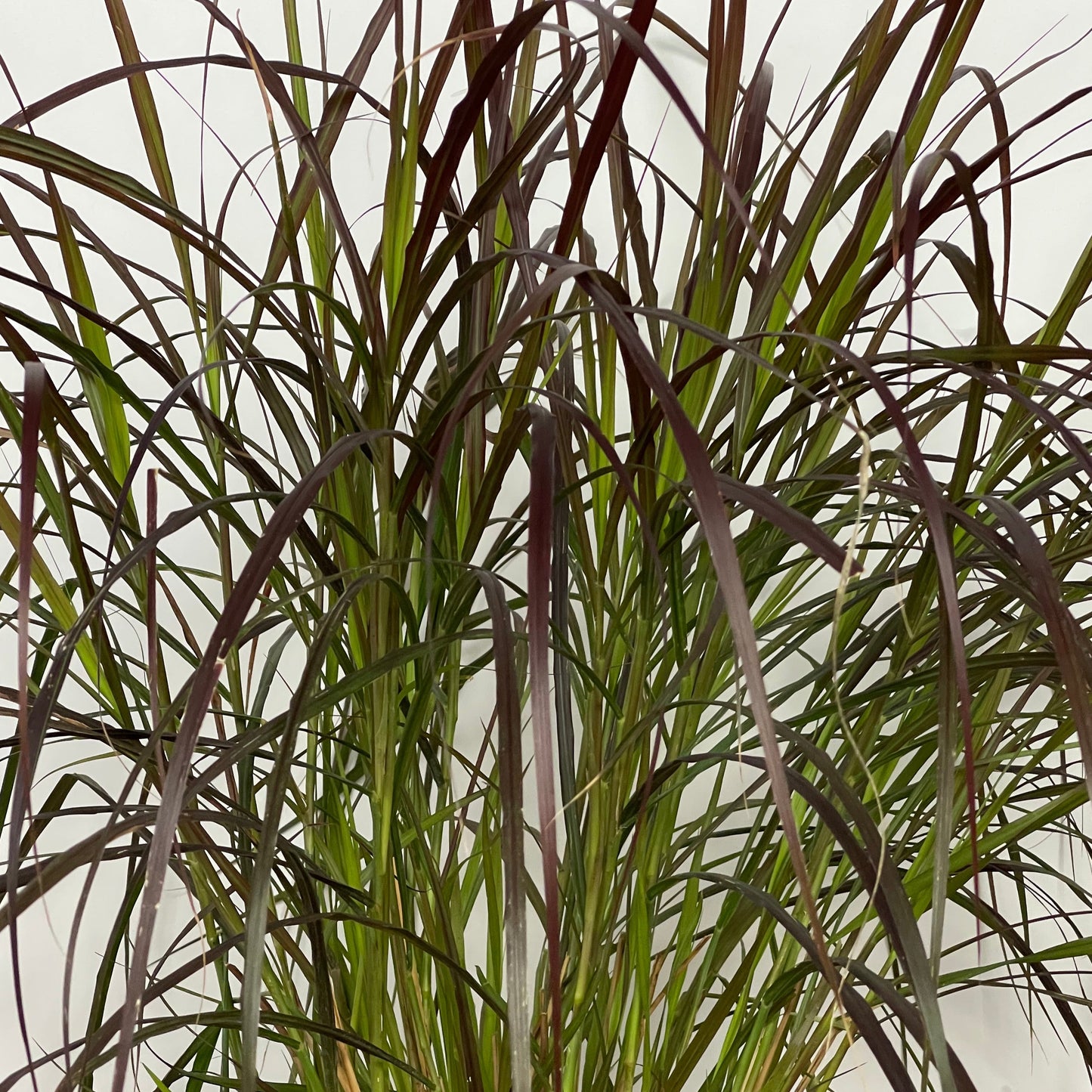 Purple/Red Fountain Grass