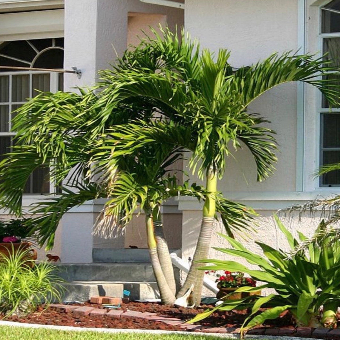 Christmas Palm