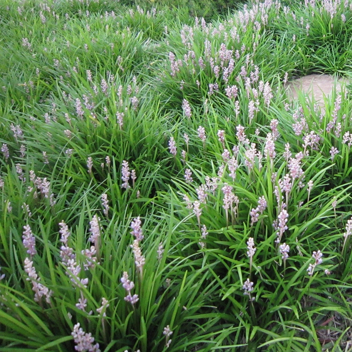 Liriope
