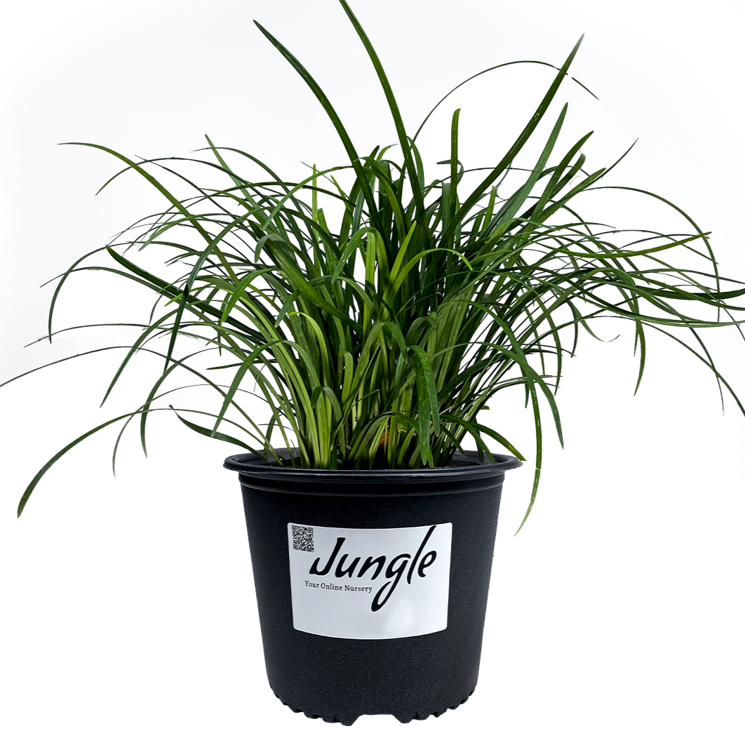 Liriope
