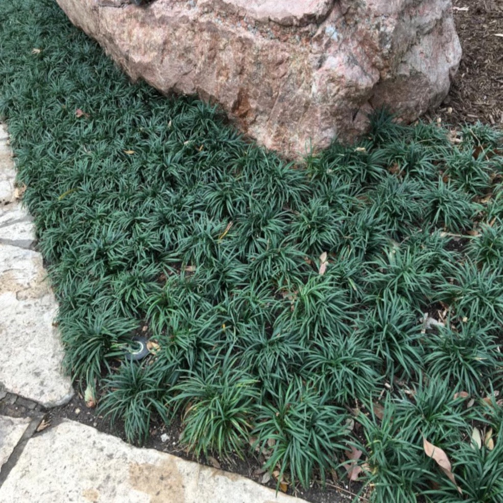 Dwarf Mondo