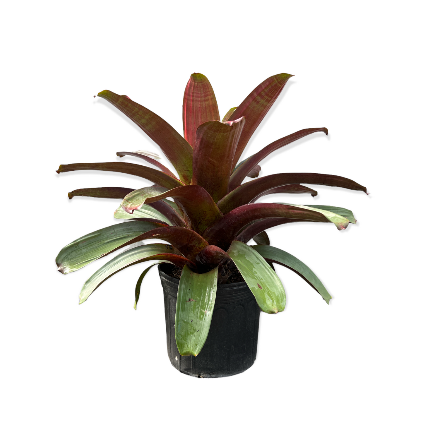 Imperial Bromeliad