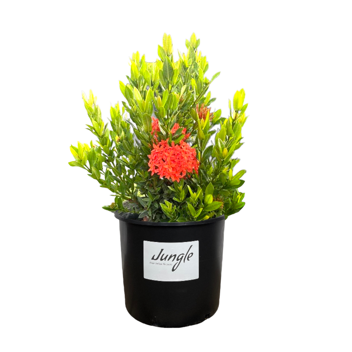 Dwarf Ixora Red