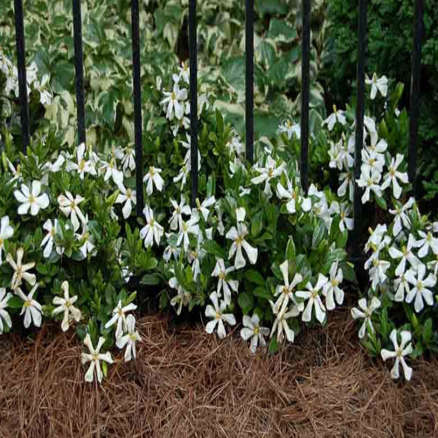 Pinwheel Jasmine