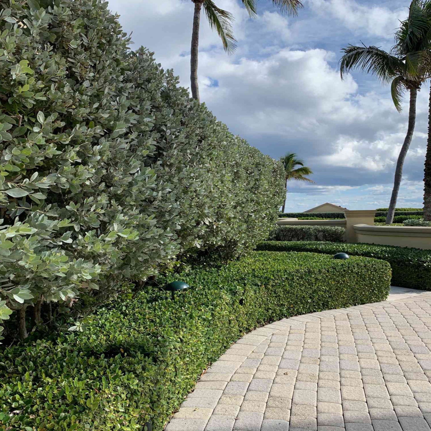 Silver Buttonwood
