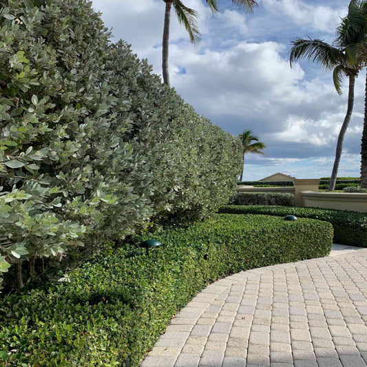 Silver Buttonwood