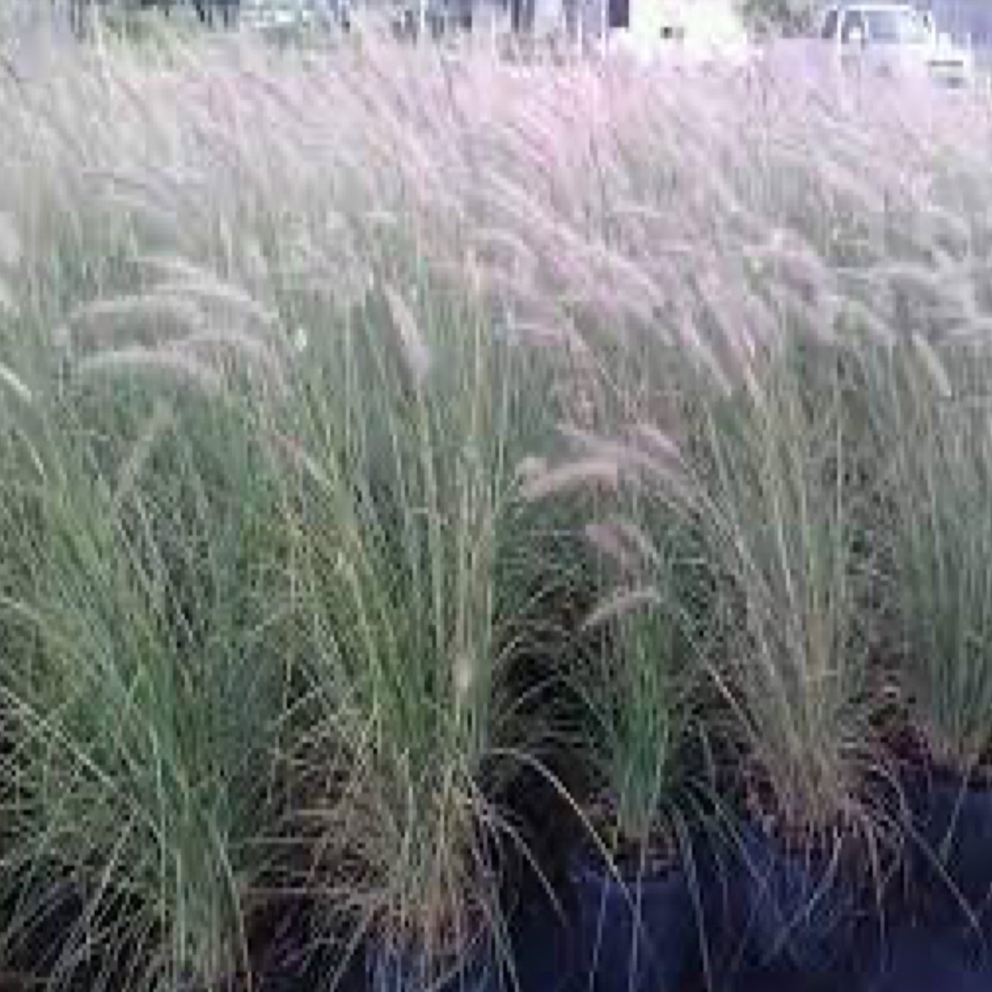 White Fountain Grass