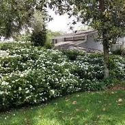 Pinwheel Jasmine
