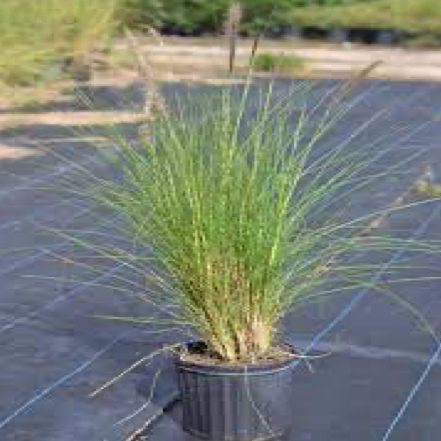 White Fountain Grass