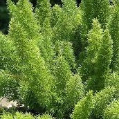 Foxtail Ferns