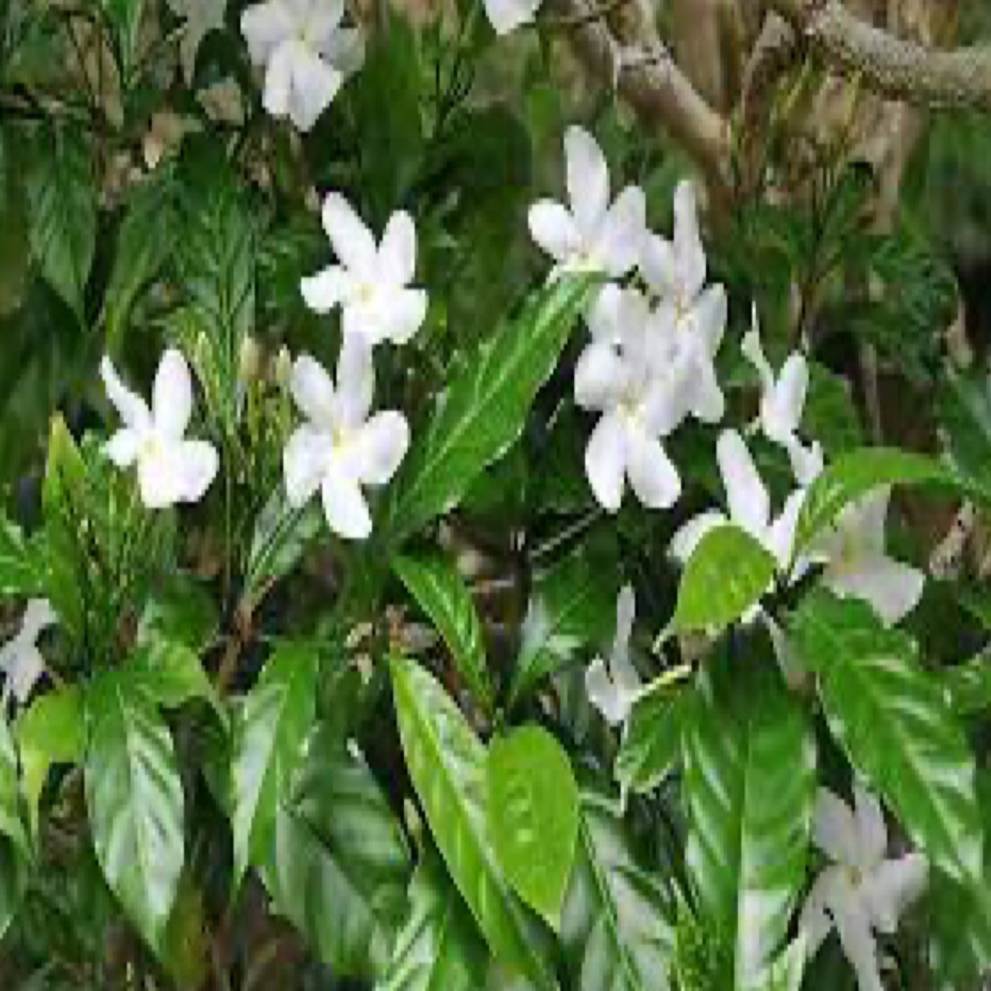 Pinwheel Jasmine
