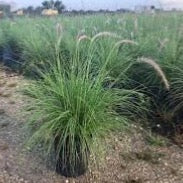 White Fountain Grass