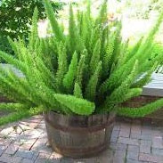 Foxtail Ferns