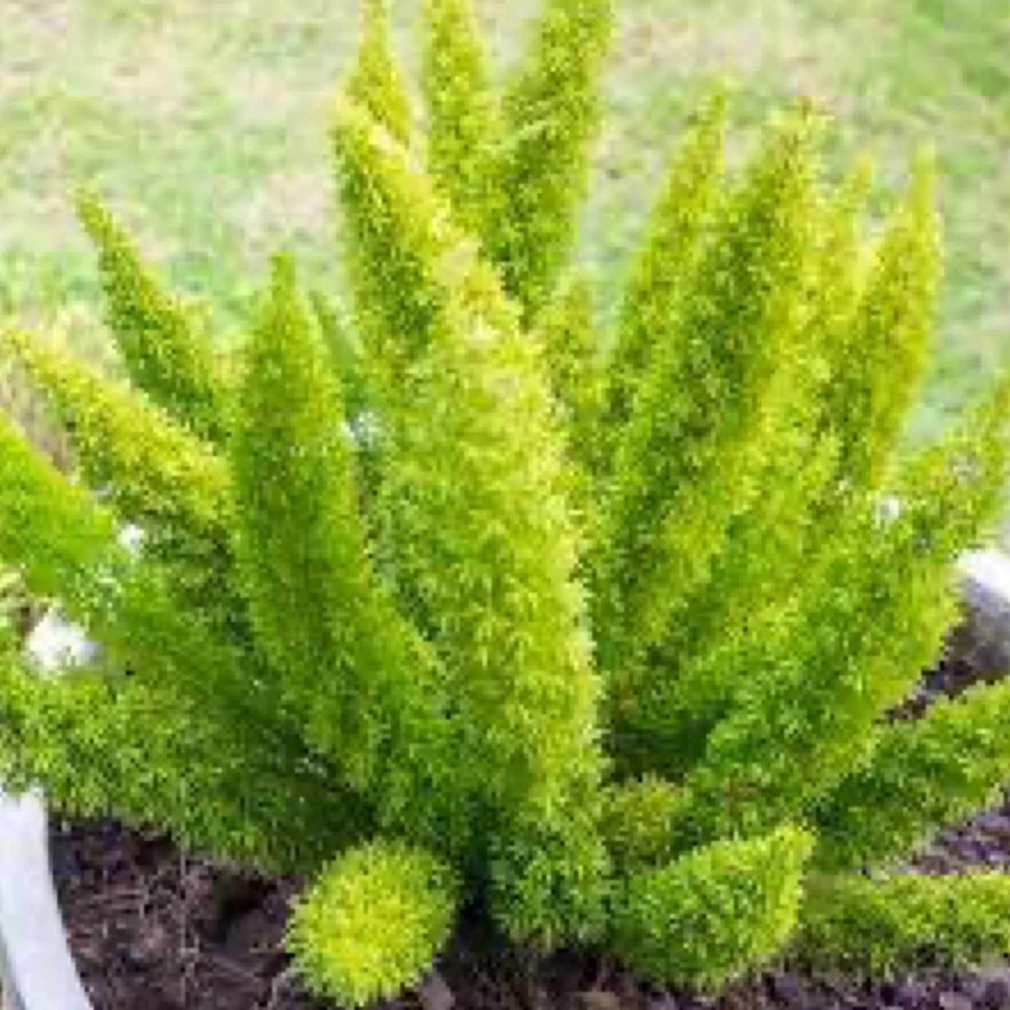Foxtail Ferns