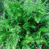 Macho Fern