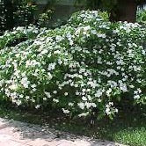Pinwheel Jasmine