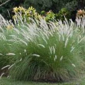 White Fountain Grass