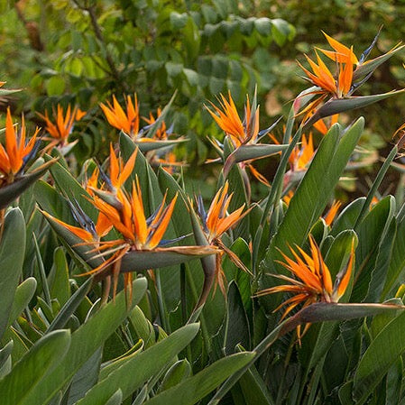 Orange Bird of Paradise