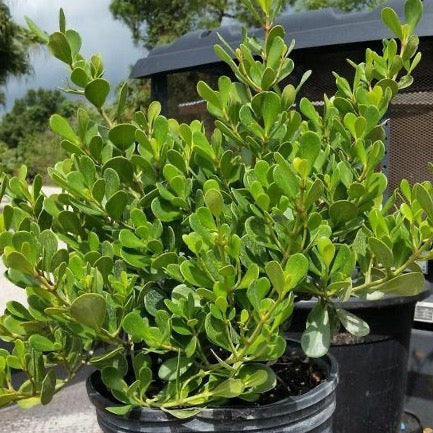 Dwarf Clusia