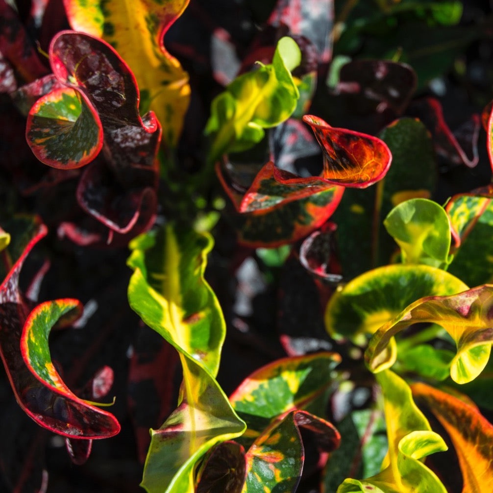 Croton 'Mammey'