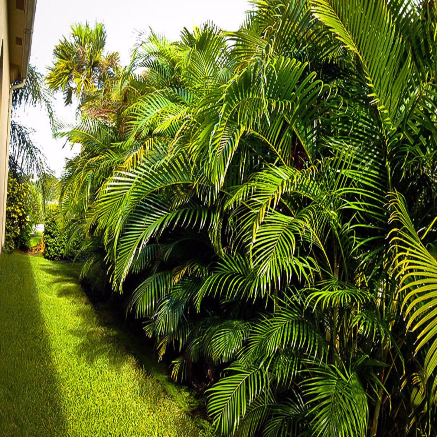 Areca Palm