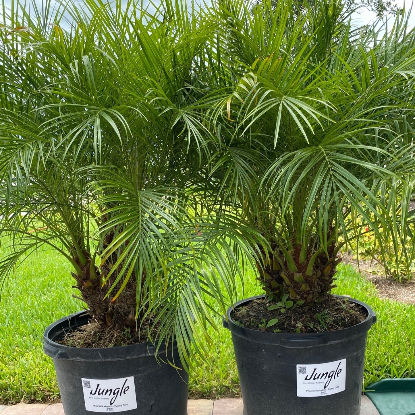 Roebelenii - Pygmy Date Palm