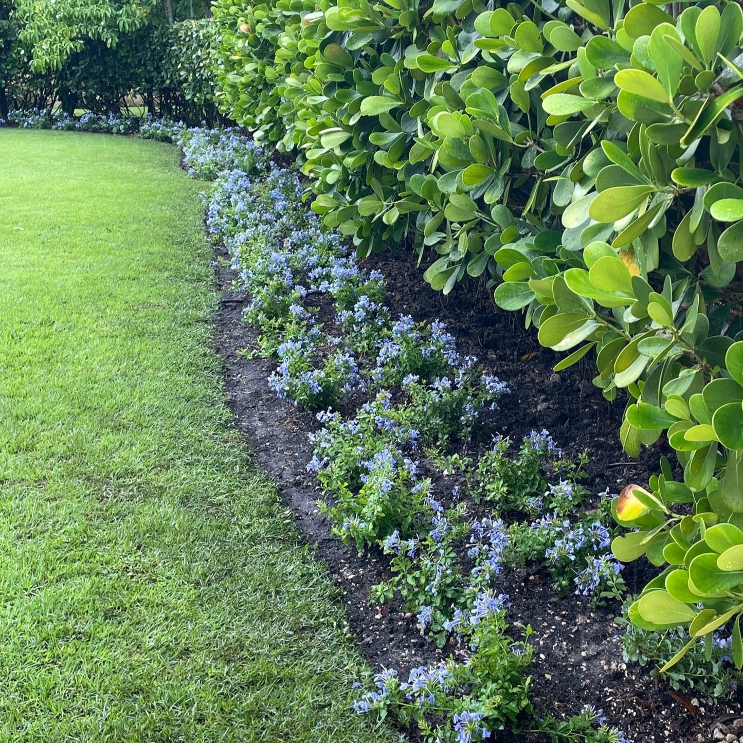 Blue Plumbago