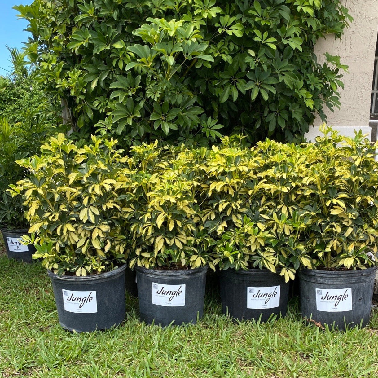 schefflera arboricola trine Trinette