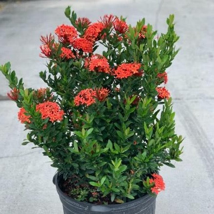 Dwarf Ixora Red