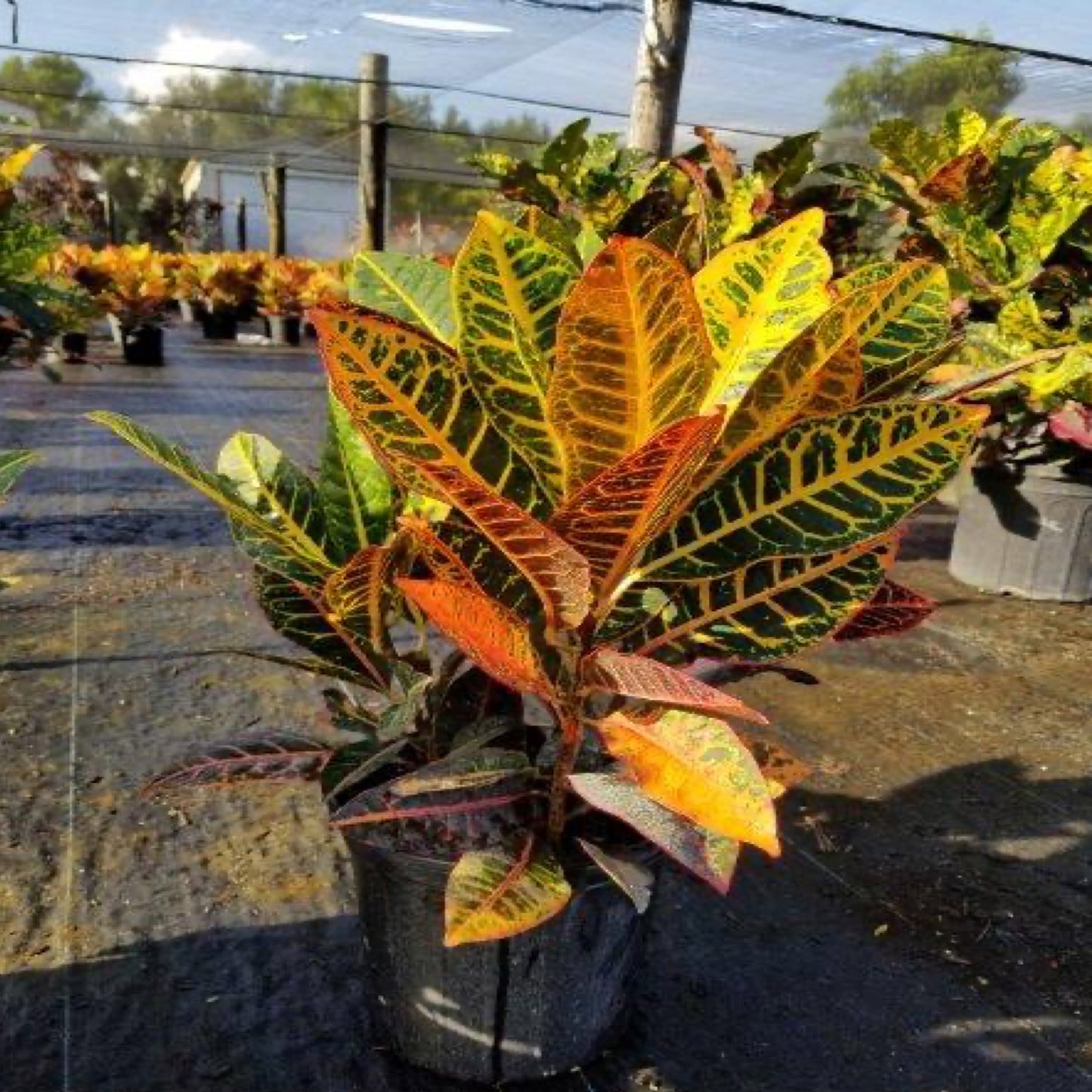 Croton 'Petra'