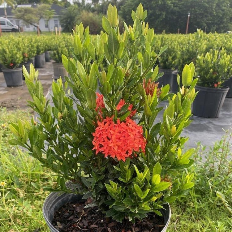 Dwarf Ixora Red