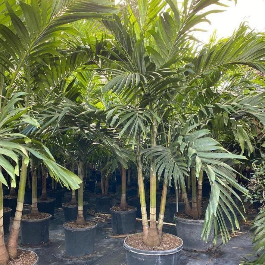 Christmas Palm