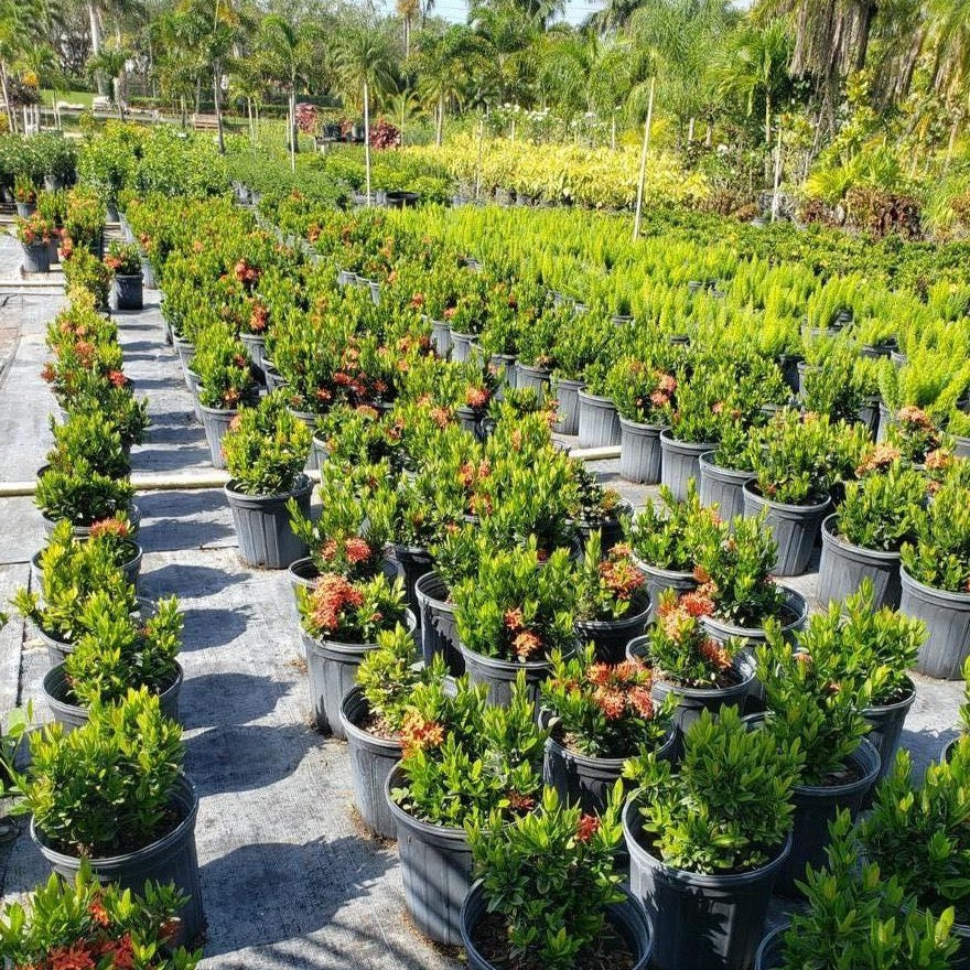 Dwarf Ixora Red