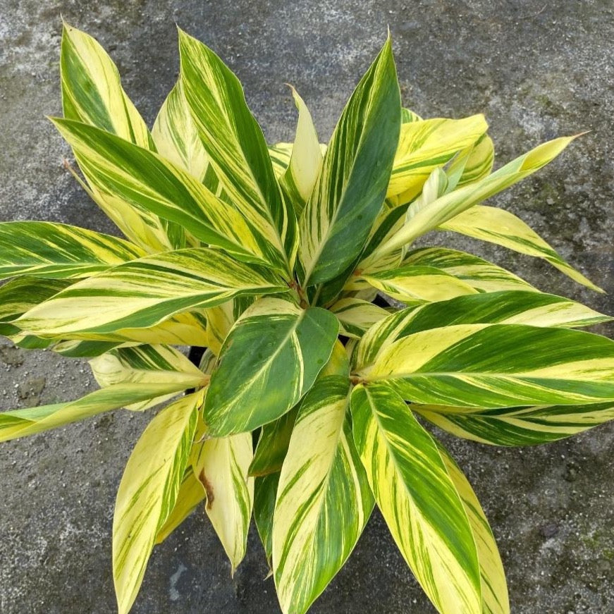 Variegated Ginger