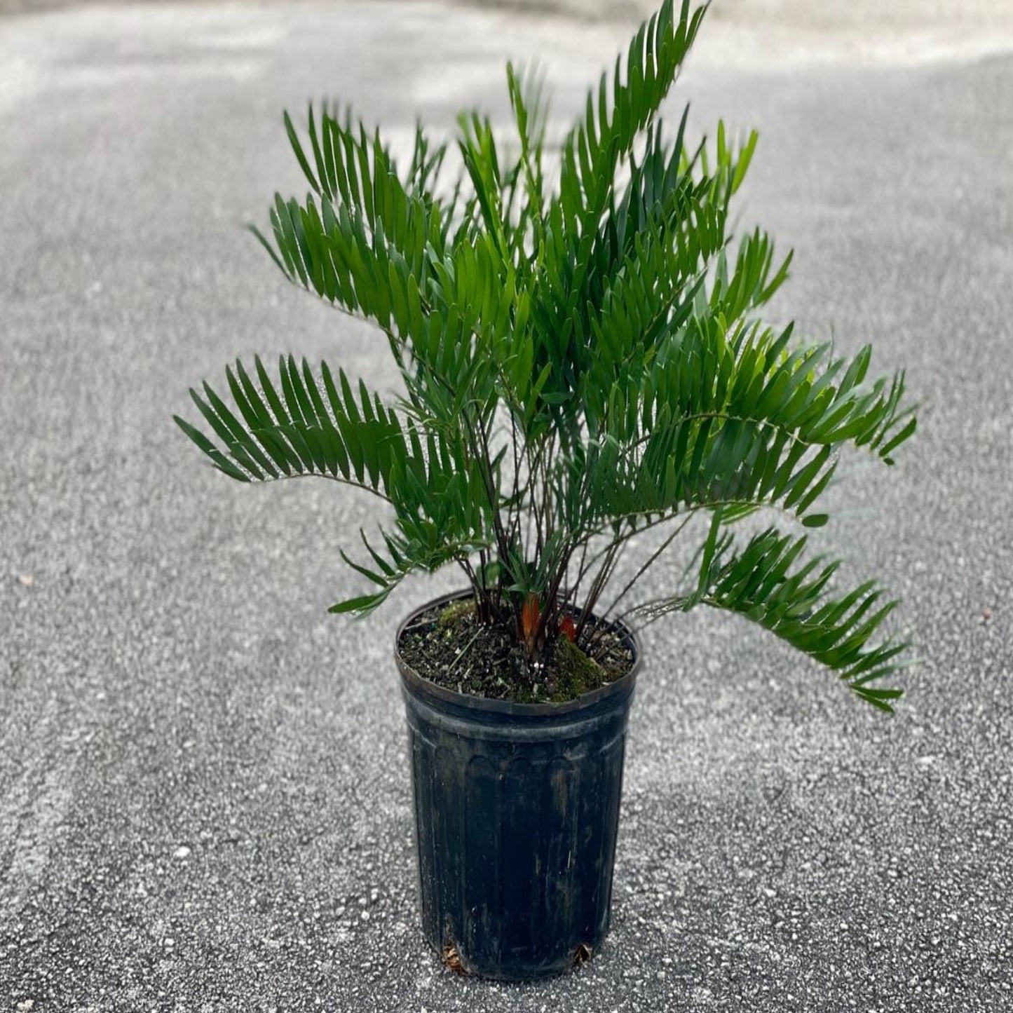 Coontie