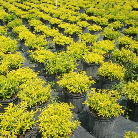 Golden Mound